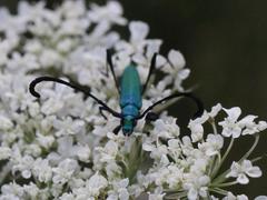 Hypocrites claviger claviger