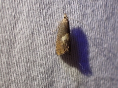 Dichrorampha simulana