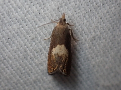 Dichrorampha simulana