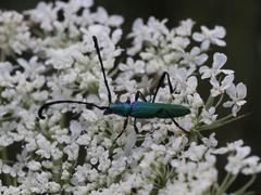 Hypocrites claviger claviger