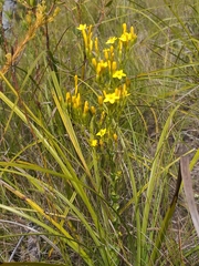 Sebaea stricta