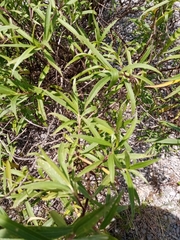 Barkleyanthus salicifolius