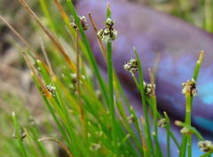 Isolepis costata