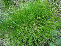Isolepis costata