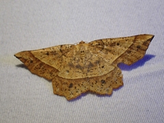 Euchlaena tigrinaria