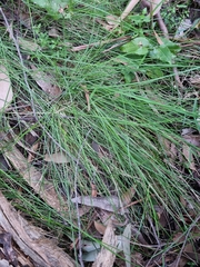 Poa morrisii