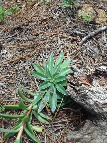 Echeveria paniculata