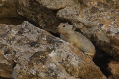 Ochotona rufescens