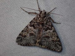 Drasteria sabulosa