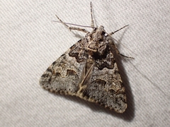Drasteria sabulosa