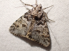 Drasteria sabulosa