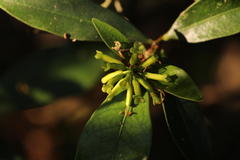 Peddiea africana
