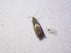 Dichrorampha simulana
