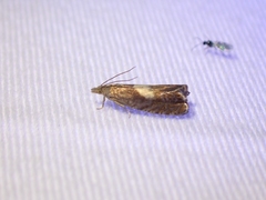 Dichrorampha simulana