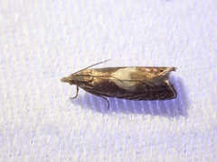 Dichrorampha simulana