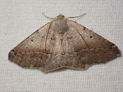 Prochoerodes forficaria