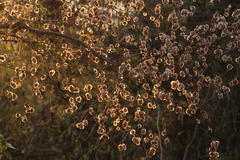 Hymenocardia ulmoides