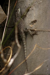 Sceloporus minor