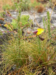 Aspalathus retroflexa bicolor