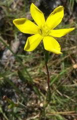 Moraea elsiae