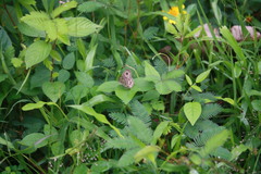 Ypthima baldus baldus