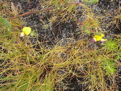 Aspalathus retroflexa bicolor