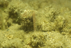 Terebridae
