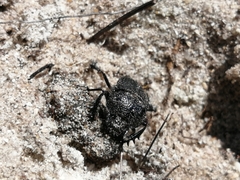 Scarabaeus intricatus