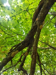 Dichomitus campestris