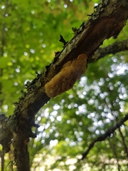 Dichomitus campestris