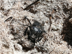 Scarabaeus intricatus