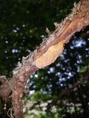 Dichomitus campestris