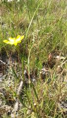 Moraea elsiae