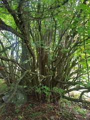 Dichomitus campestris