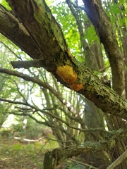 Dichomitus campestris