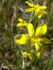 Moraea elsiae