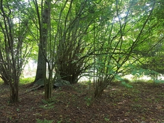 Dichomitus campestris