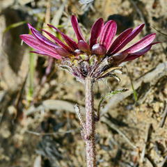 Arctotis bellidifolia