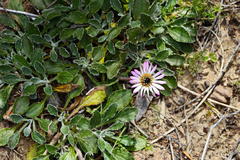 Arctotis bellidifolia