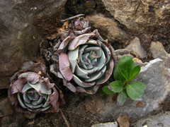 Echeveria secunda