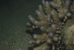 Acropora humilis