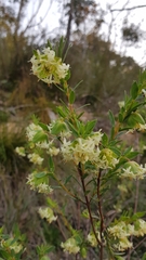 Pimelea octophylla
