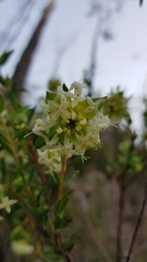 Pimelea octophylla