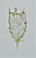Keratella cochlearis