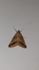 Evergestis nomadalis