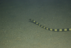 Hydrophis coggeri