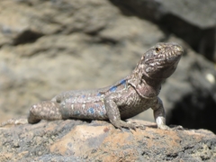 Gallotia galloti galloti