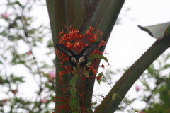 Pachliopta pandiyana