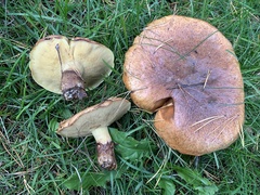 Suillus luteus