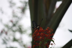 Pachliopta pandiyana